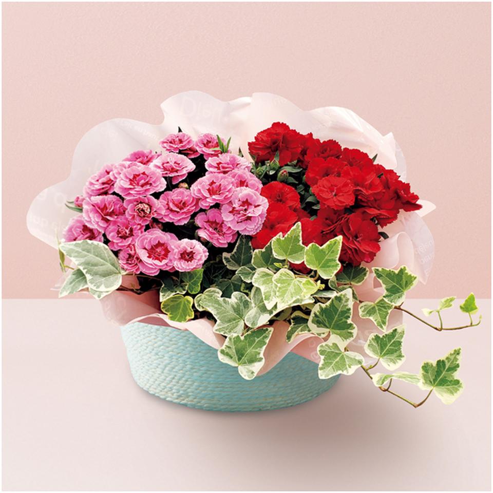 【母の日】２色カーネーションとミニ観葉寄せバスケット 商品サムネイル