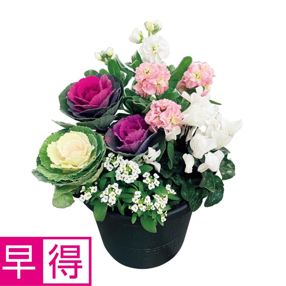 【お歳暮 ギフト早得】花の海 冬の寄せ植え「小春日和」（ＳＵＳｔｅｅ付） 商品サムネイル
