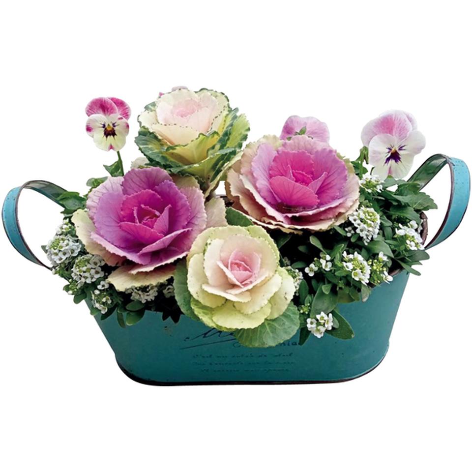 【冬の贈りもの】花の海 冬の寄せ植え「Ｌｏｖｅｌｙ　Ｄａｙ」（ＳＵＳＴＥＥ付） 商品サムネイル