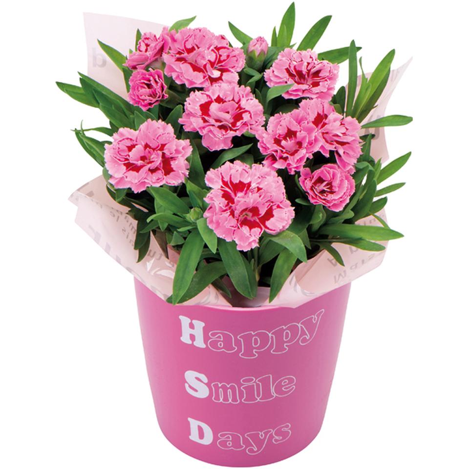 【母の日】変わり咲きカーネーション＆メロン「肥後グリーン」のセット 商品サムネイル