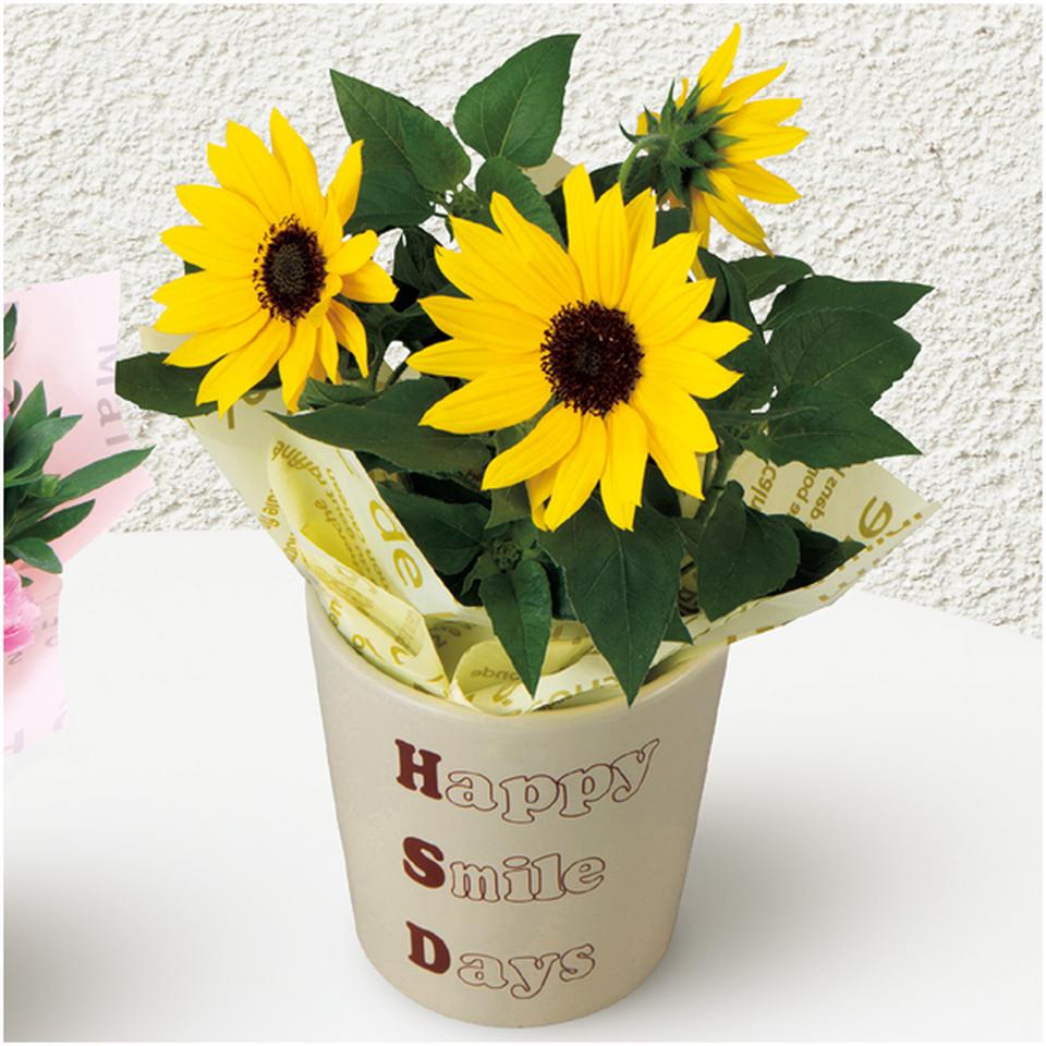 【父の日】ひまわり＆メロン「肥後グリーン」のセット 商品サムネイル