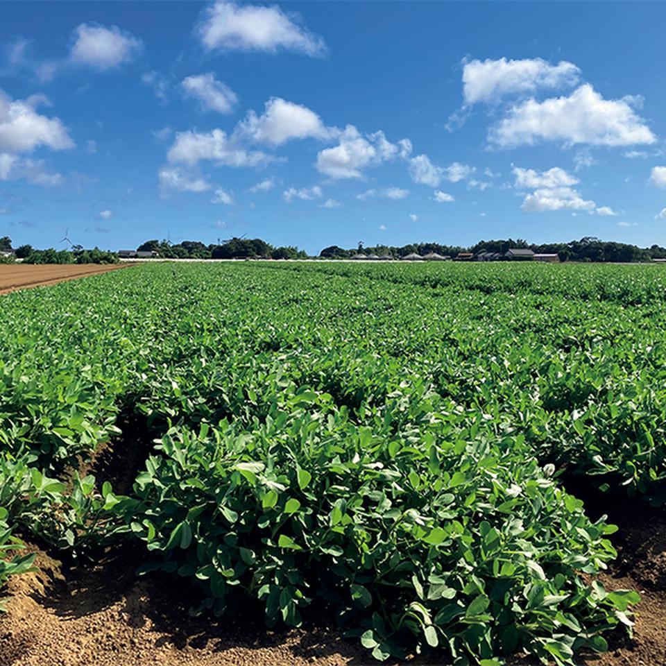 【お歳暮 ギフト】TV 「生産者限定」千葉県産からつき落花生食べ比べセット 商品画像(6)