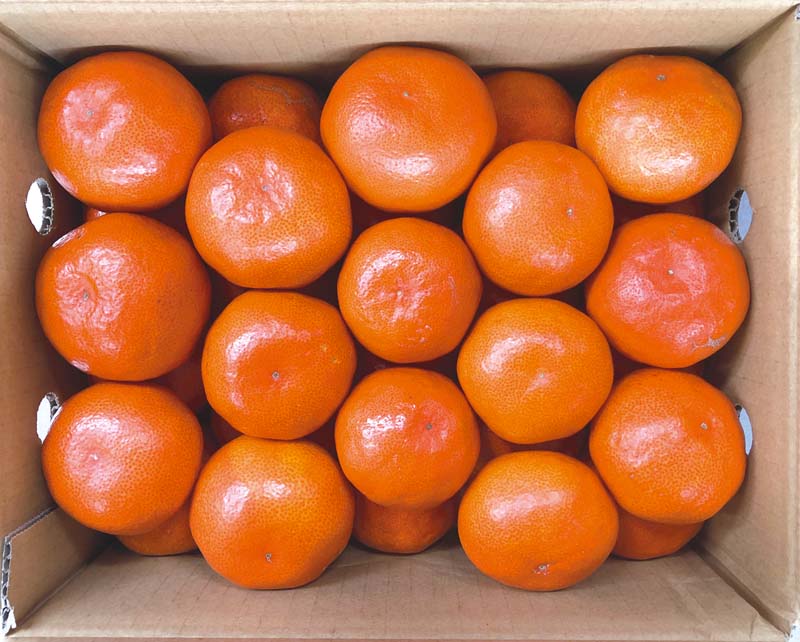 【冬の贈りもの】香川県産 金時紅みかん 商品サムネイル