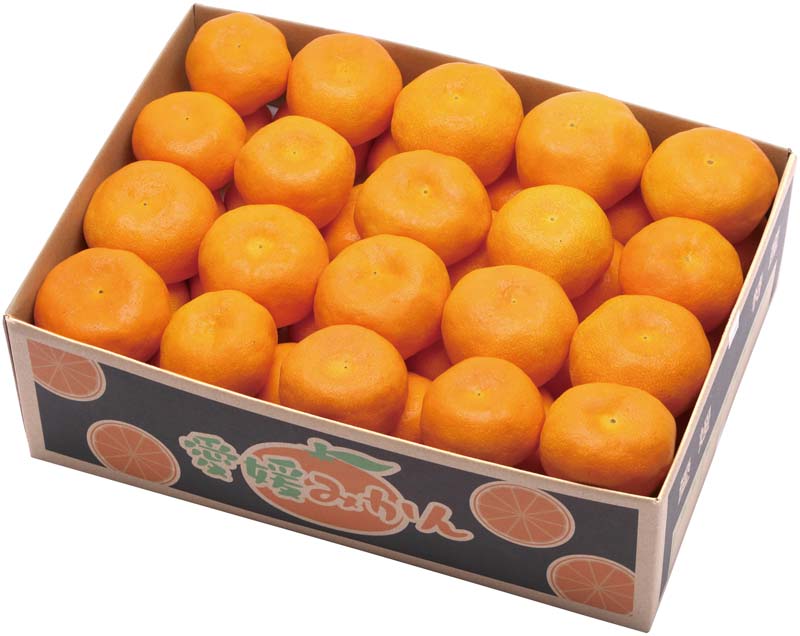【冬の贈りもの】愛媛みかん 商品サムネイル
