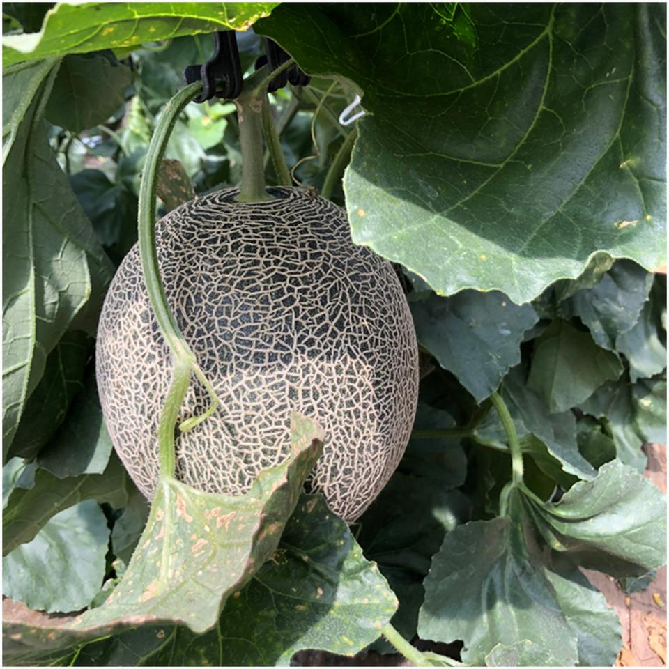 【母の日早得】熊本県産肥後グリーンメロン 商品画像(2)