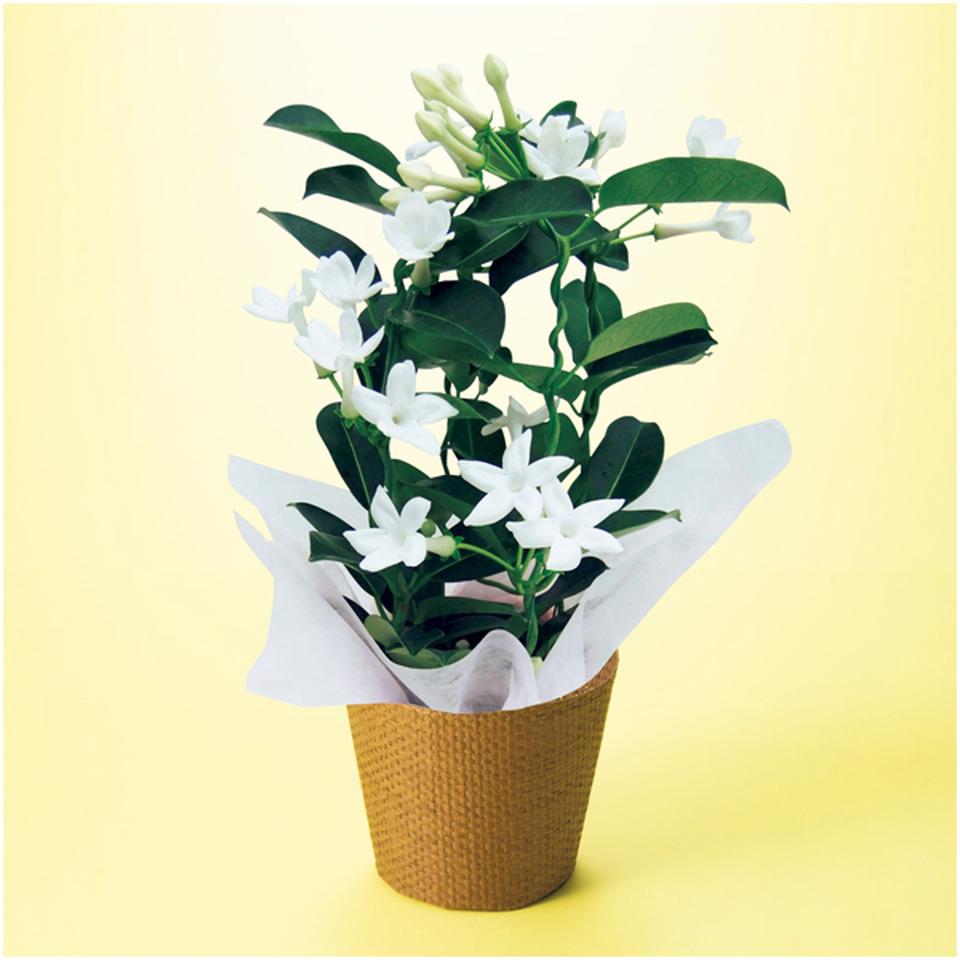 【母の日】日比谷花壇マダガスカルジャスミン（ＳＵＳＴＥＥ付） 商品サムネイル