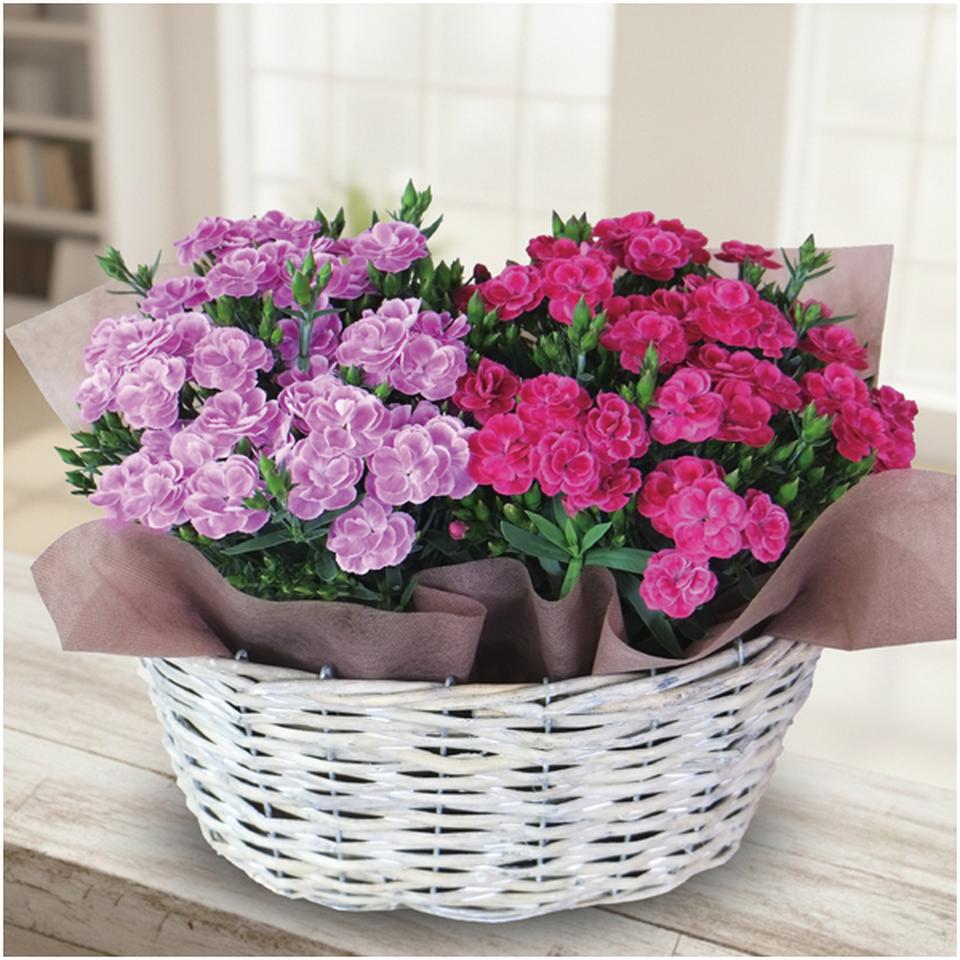 【母の日】日比谷花壇カーネーション「スイーツ」２鉢バスケット（ＳＵＳＴＥＥ付） 商品サムネイル