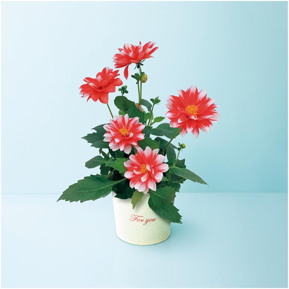 【母の日】日比谷花壇ダリア「マキシ」（ＳＵＳＴＥＥ付） 商品サムネイル