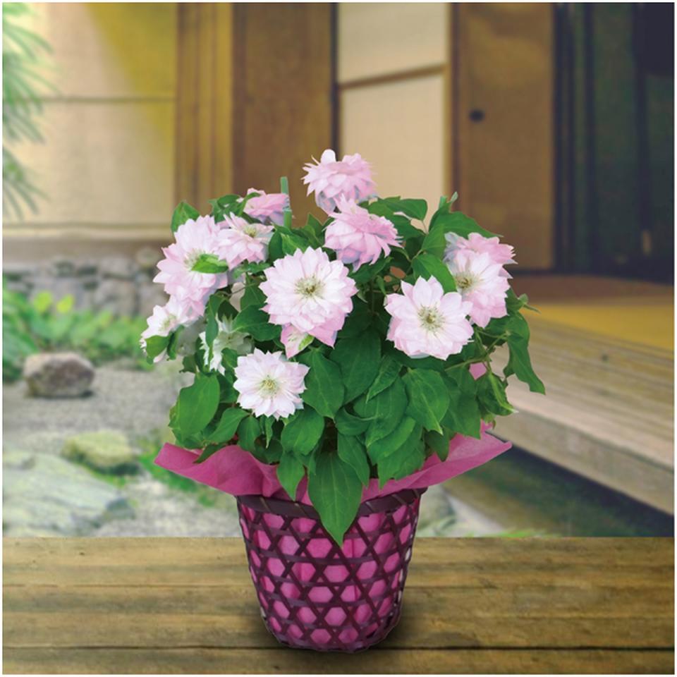 【母の日】日比谷花壇クレマチス「春姫」（ＳＵＳＴＥＥ付） 商品サムネイル