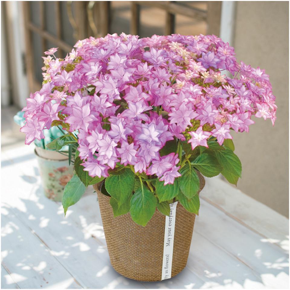 【母の日早得】日比谷花壇あじさい「いろは」（ＳＵＳＴＥＥ付） 商品サムネイル