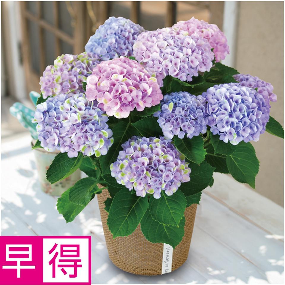 【母の日早得】日比谷花壇あじさい「マジカルレボリューション」（ＳＵＳＴＥＥ付） 商品サムネイル