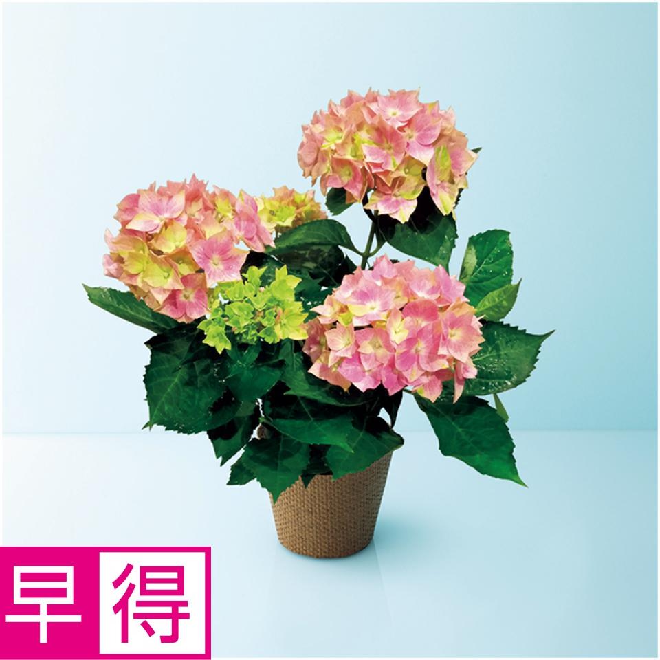 【母の日早得】日比谷花壇あじさい「星がすり」ピンク（ＳＵＳＴＥＥ付） 商品サムネイル