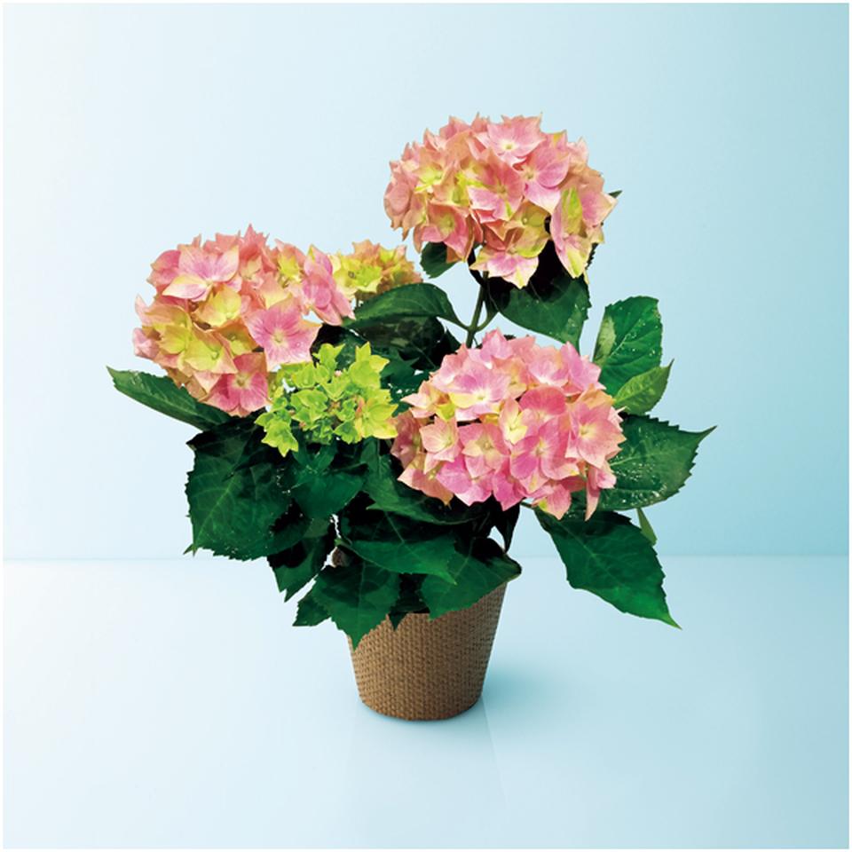 【母の日早得】日比谷花壇あじさい「星がすり」ピンク（ＳＵＳＴＥＥ付） 商品サムネイル