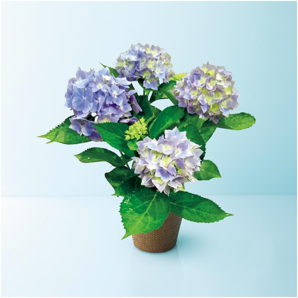 【母の日早得】日比谷花壇あじさい「星がすり」ブルー（ＳＵＳＴＥＥ付） 商品サムネイル