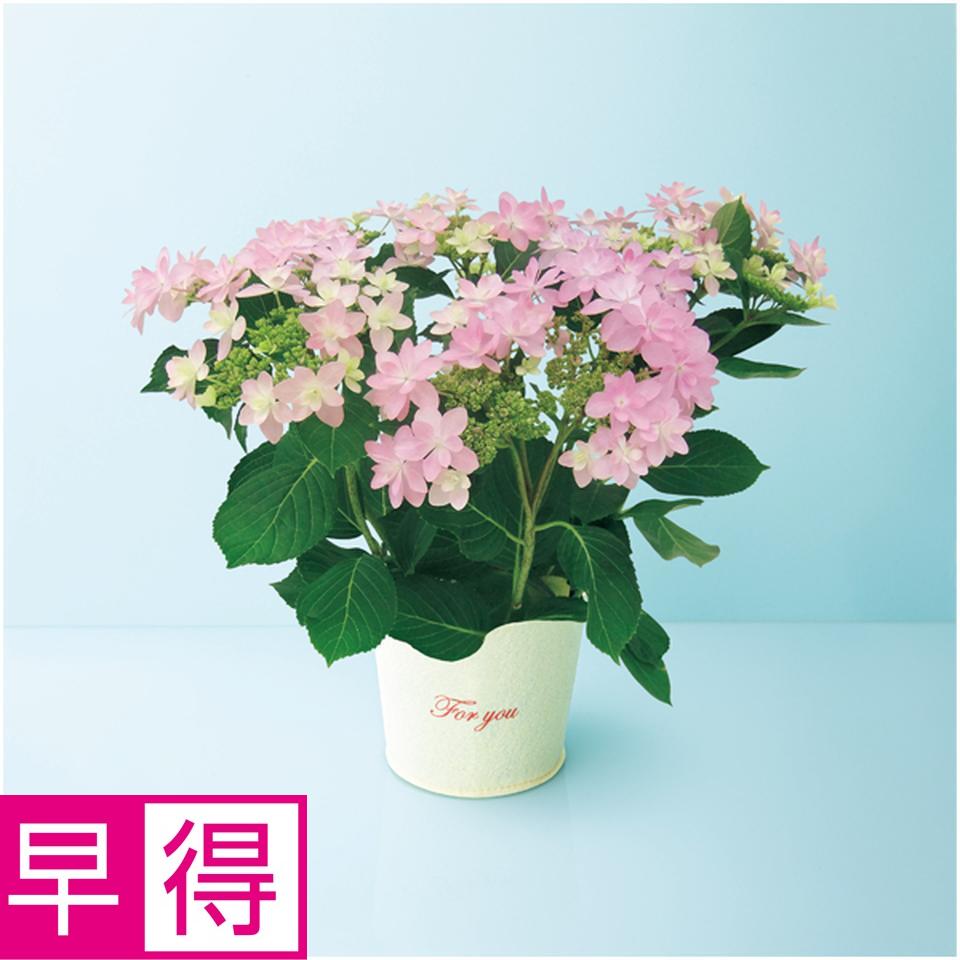 【母の日早得】日比谷花壇あじさい「ダンスパーティー」ピンク（ＳＵＳＴＥＥ付） 商品サムネイル