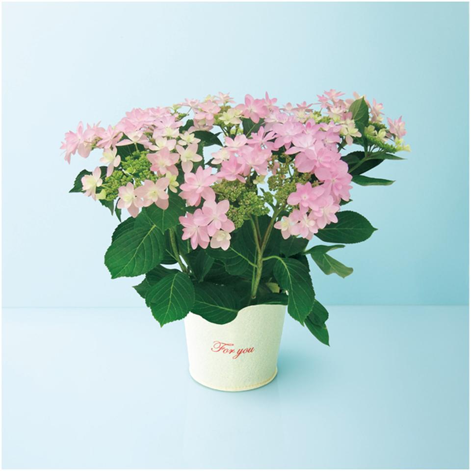 【母の日早得】日比谷花壇あじさい「ダンスパーティー」ピンク（ＳＵＳＴＥＥ付） 商品サムネイル