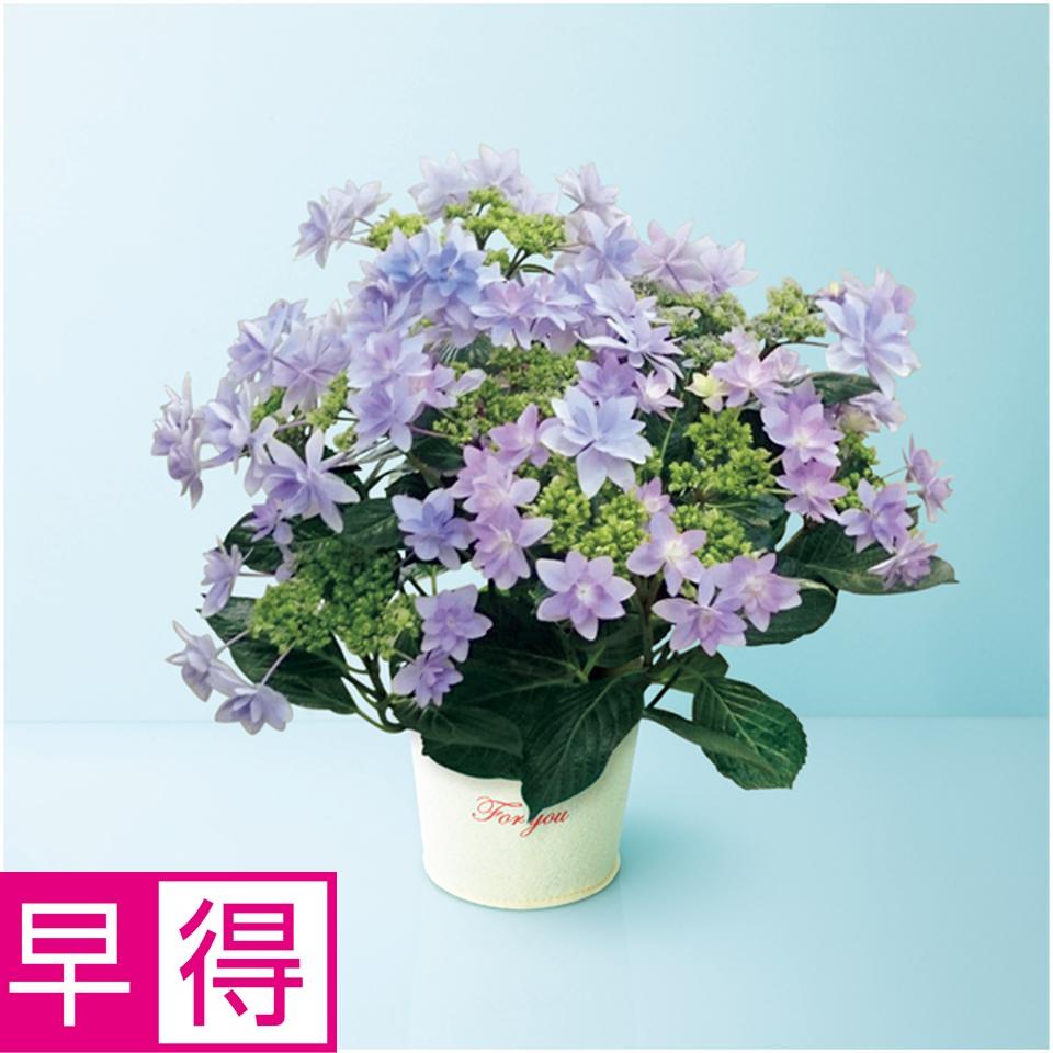 【母の日早得】日比谷花壇あじさい「ダンスパーティー」ブルー（ＳＵＳＴＥＥ付） 商品サムネイル