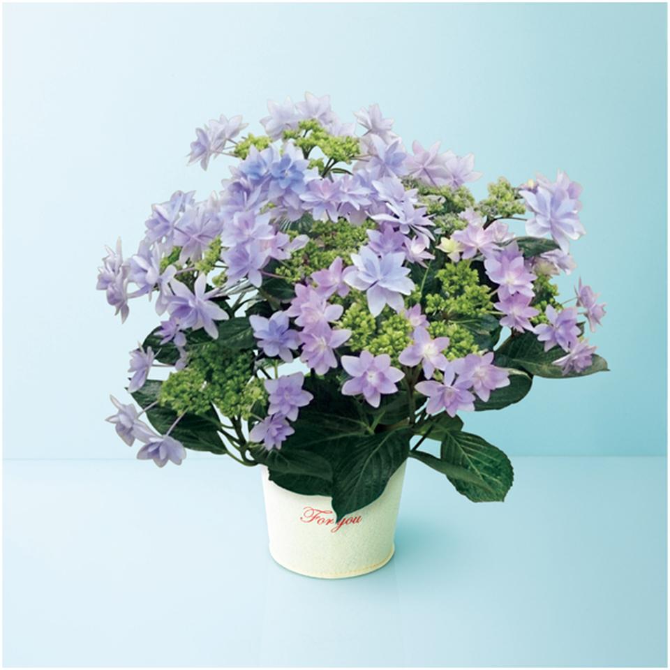 【母の日早得】日比谷花壇あじさい「ダンスパーティー」ブルー（ＳＵＳＴＥＥ付） 商品サムネイル