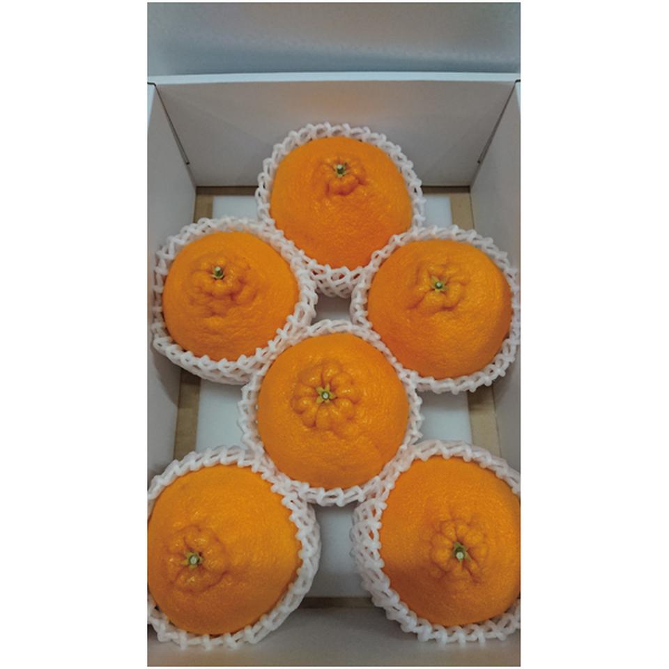 【母の日早得】香川県産不知火（貯蔵） 商品サムネイル