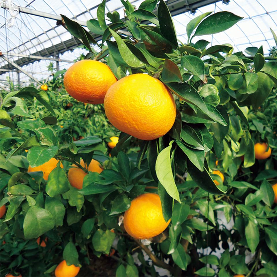 【お歳暮 ギフト】愛媛県産 紅まどんな 2Lサイズ、6個、計1.4kg以上、化粧箱 商品画像(6)