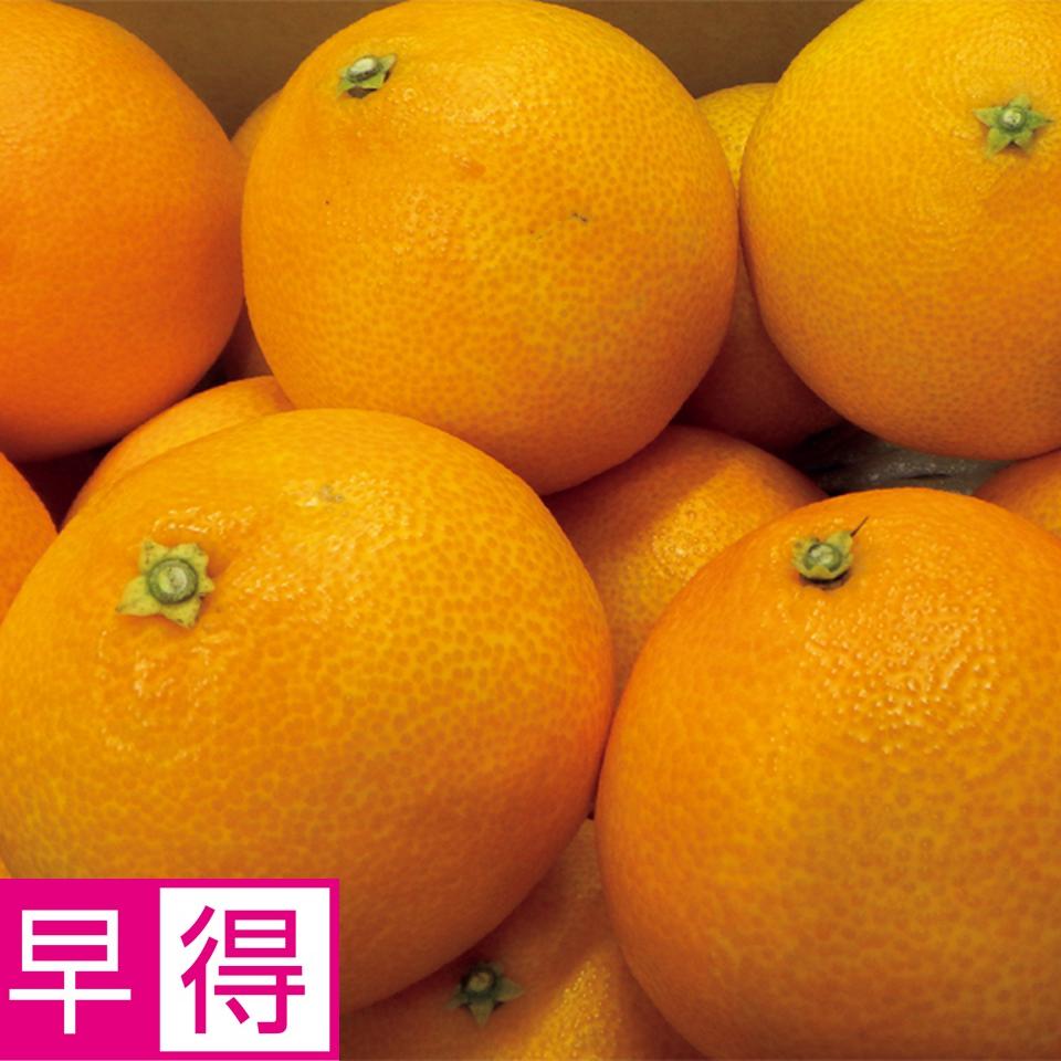 【お歳暮 ギフト早得】愛媛県産（愛媛中央） あいか 商品サムネイル