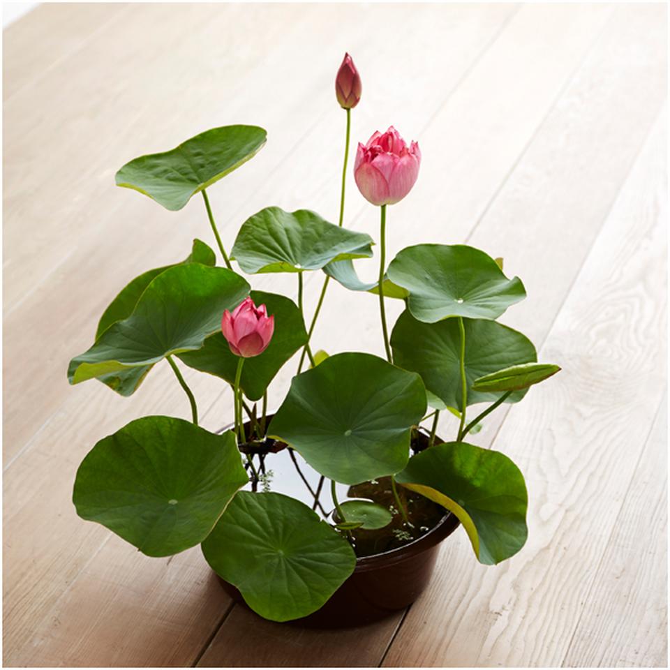 【父の日】日比谷花壇茶碗蓮 商品サムネイル