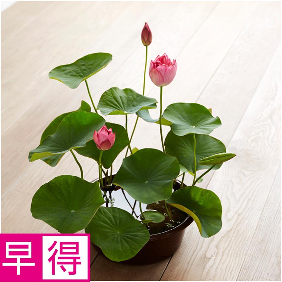 【父の日早得】日比谷花壇茶碗蓮 商品サムネイル