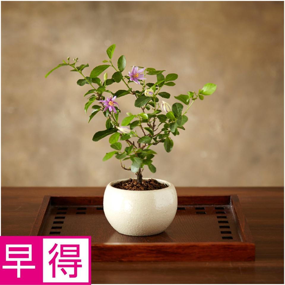 【父の日早得】日比谷花壇睡蓮木盆栽 商品サムネイル