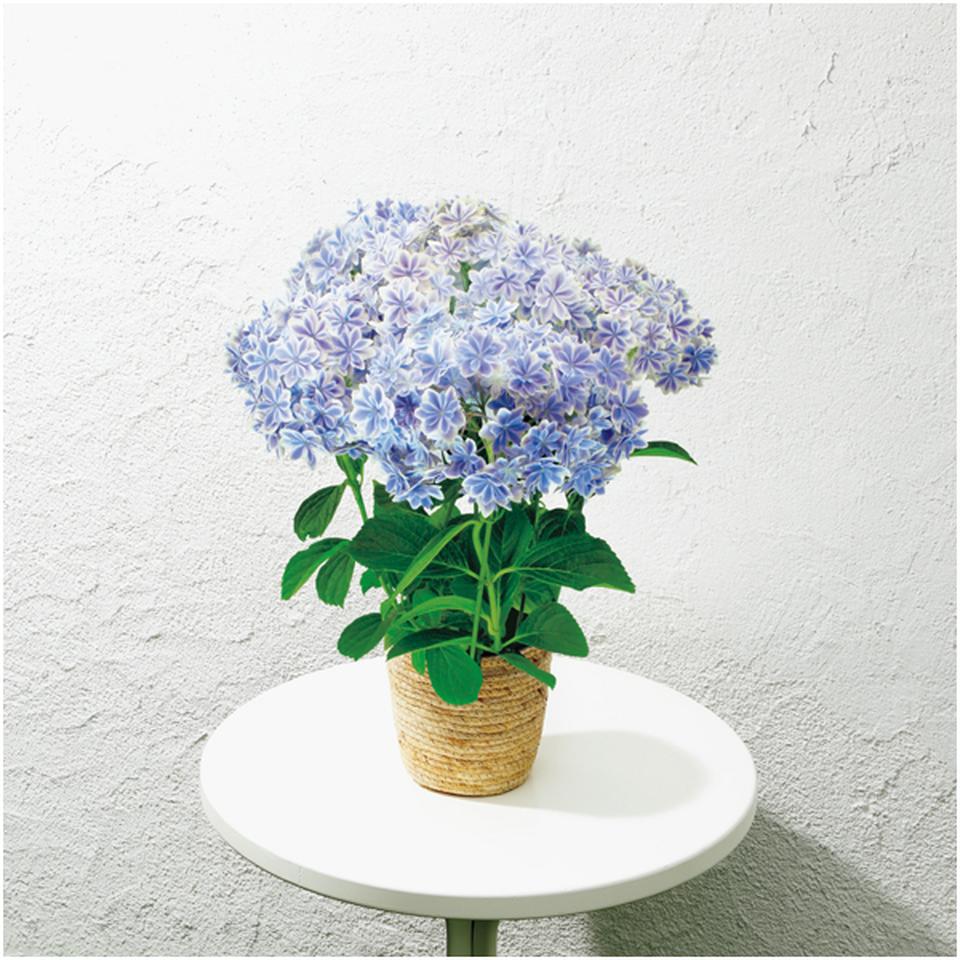 【母の日】島根アジサイ研究会あじさい「万華鏡」（ＳＵＳＴＥＥ付） 商品サムネイル