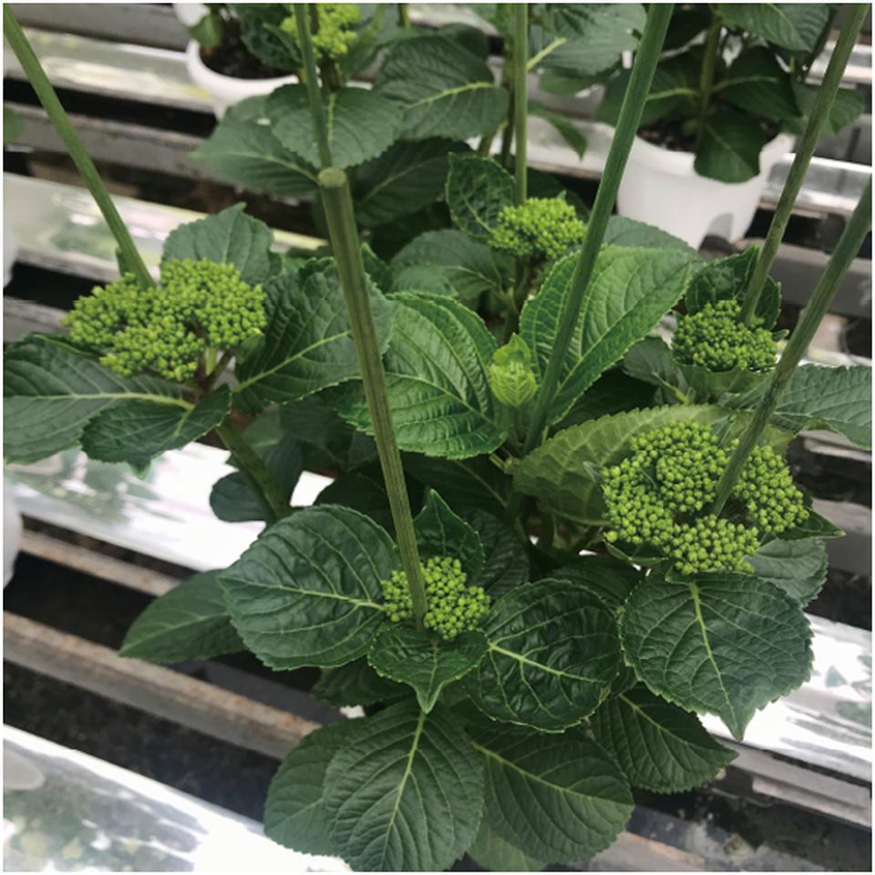 【母の日】島根アジサイ研究会あじさい「万華鏡」(SUSTEE付) 商品画像(2)