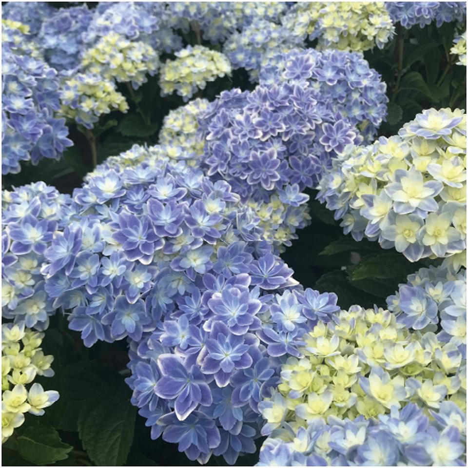 【母の日】島根アジサイ研究会あじさい「万華鏡」(SUSTEE付) 商品画像(3)