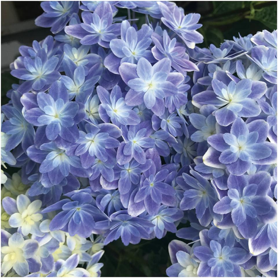 【母の日】島根アジサイ研究会あじさい「万華鏡」(SUSTEE付) 商品画像(4)