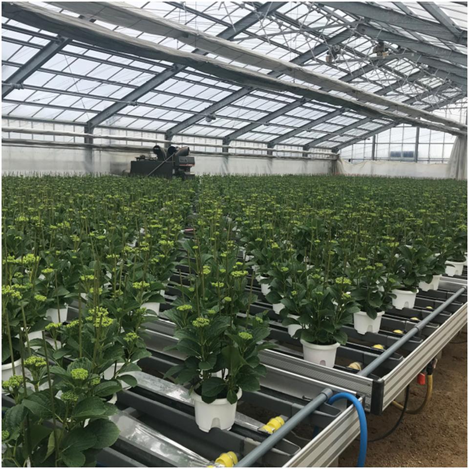 【母の日】島根アジサイ研究会あじさい「万華鏡」(SUSTEE付) 商品画像(5)