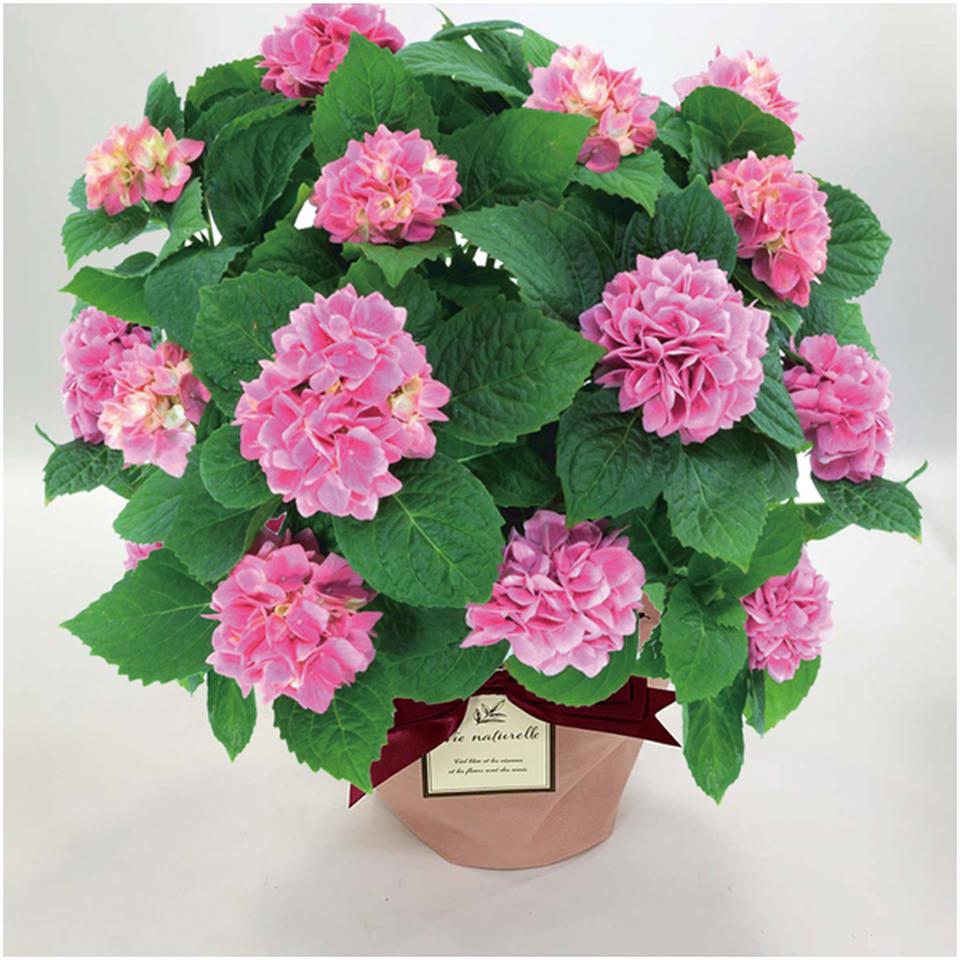 【母の日】島根アジサイ研究会あじさい「茜雲」（ＳＵＳＴＥＥ付） 商品サムネイル