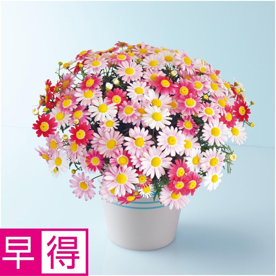 【母の日早得】タカハシプランテーションマーガレット「ストロベリーホイップ」（ＳＵＳＴＥＥ付） 商品サムネイル