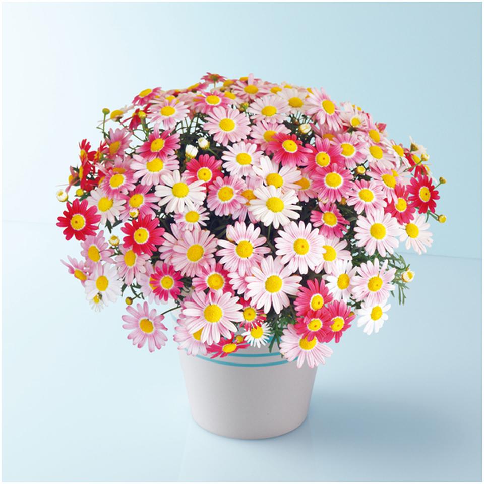 【母の日早得】タカハシプランテーションマーガレット「ストロベリーホイップ」（ＳＵＳＴＥＥ付） 商品サムネイル