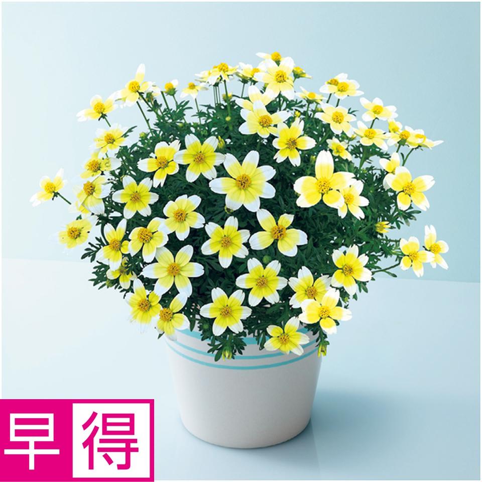 【母の日早得】タカハシプランテーションビデンス「レモンシロップ」（ＳＵＳＴＥＥ付） 商品サムネイル