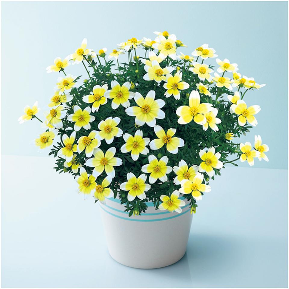 【母の日早得】タカハシプランテーションビデンス「レモンシロップ」（ＳＵＳＴＥＥ付） 商品サムネイル