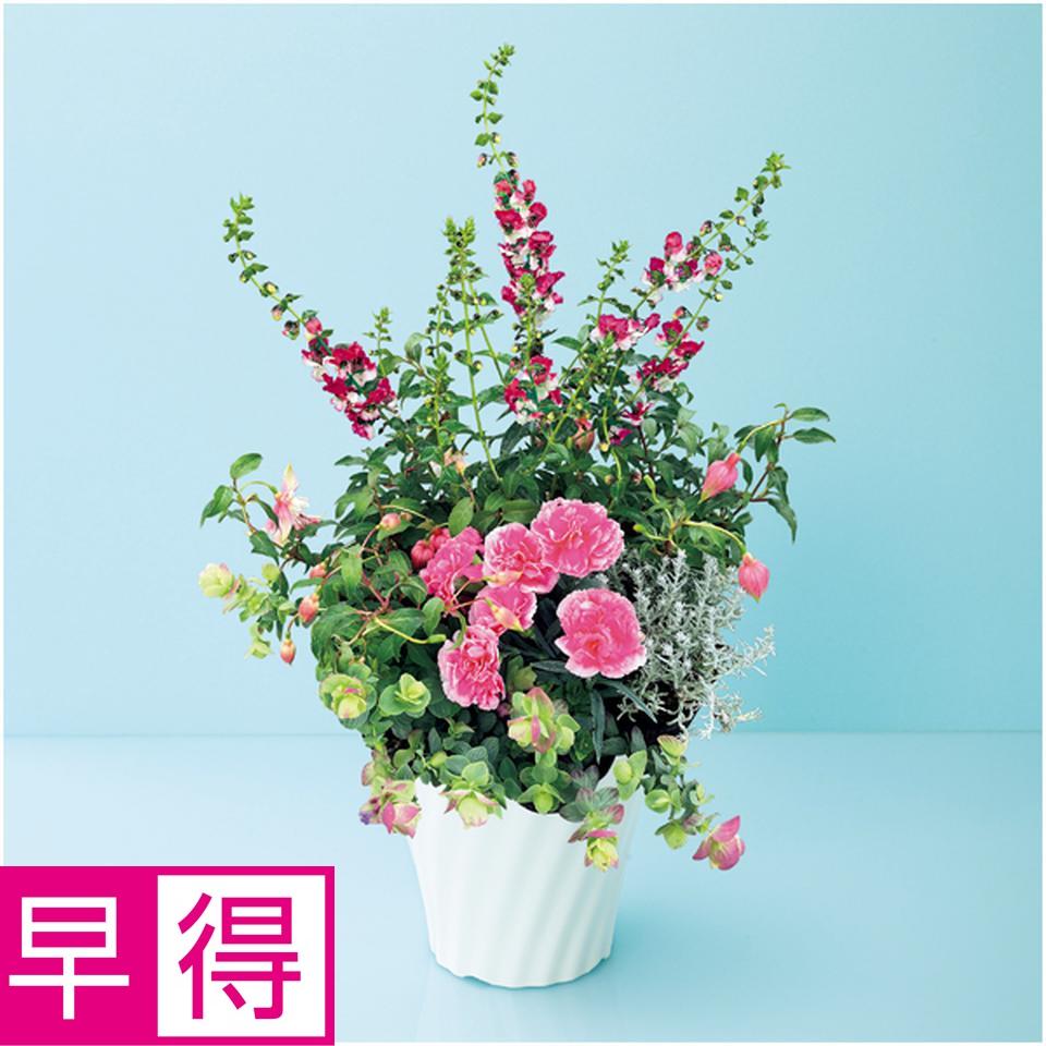 【母の日早得】タカハシプランテーションカーネーションの寄せ植え（ＳＵＳＴＥＥ付） 商品サムネイル
