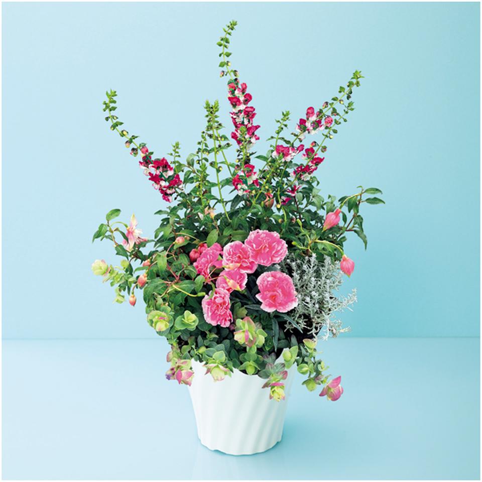 【母の日早得】タカハシプランテーションカーネーションの寄せ植え（ＳＵＳＴＥＥ付） 商品サムネイル