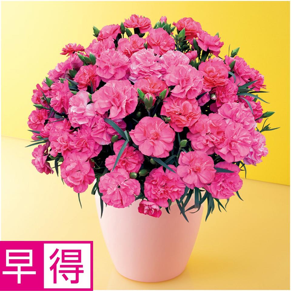 【母の日早得】タカハシプランテーションカーネーション「ピーチキャンドル」（ＳＵＳＴＥＥ付） 商品サムネイル