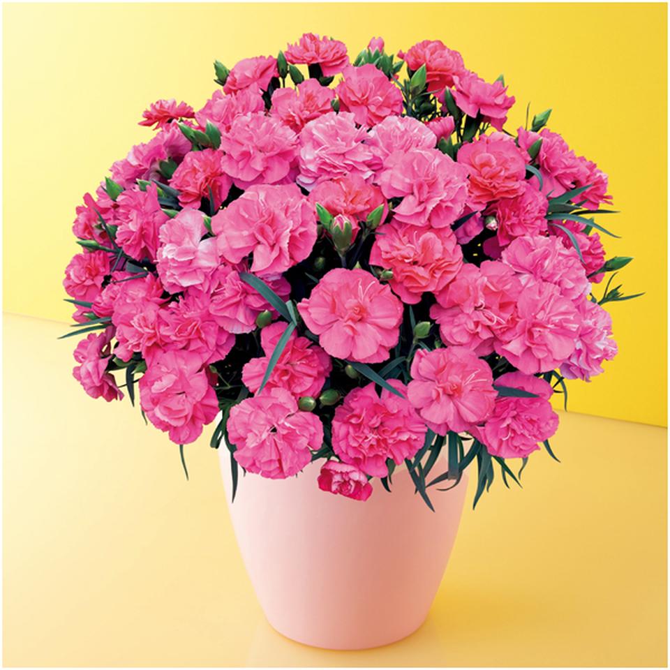 【母の日早得】タカハシプランテーションカーネーション「ピーチキャンドル」（ＳＵＳＴＥＥ付） 商品サムネイル