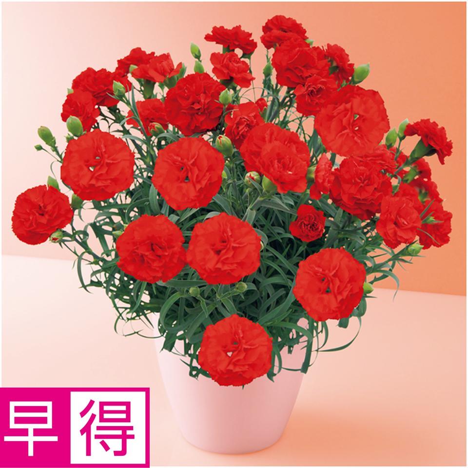 【母の日早得】タカハシプランテーションカーネーション「カンタービレ」（ＳＵＳＴＥＥ付） 商品サムネイル