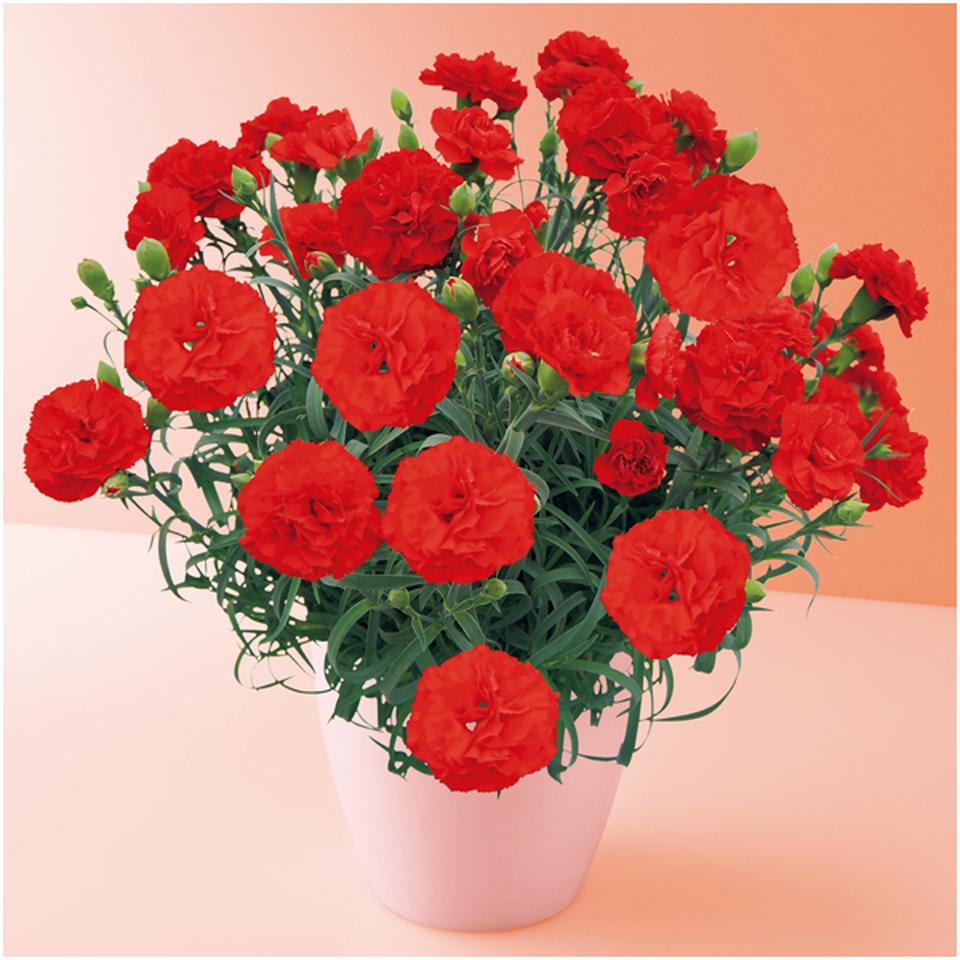 【母の日早得】タカハシプランテーションカーネーション「カンタービレ」（ＳＵＳＴＥＥ付） 商品サムネイル