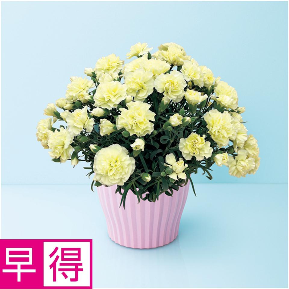【母の日早得】タカハシプランテーションカーネーション「ルミナリア」（ＳＵＳＴＥＥ付） 商品サムネイル