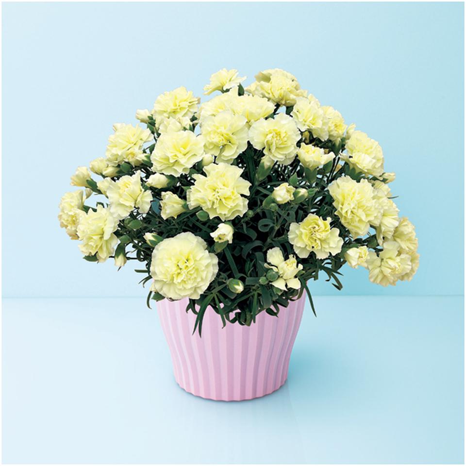 【母の日早得】タカハシプランテーションカーネーション「ルミナリア」（ＳＵＳＴＥＥ付） 商品サムネイル