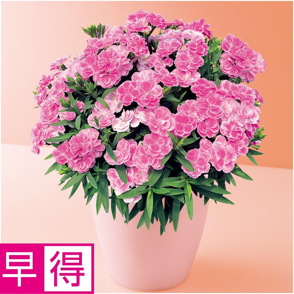 【母の日早得】タカハシプランテーションカーネーション「スイーツ・ライラック」（ＳＵＳＴＥＥ付） 商品サムネイル