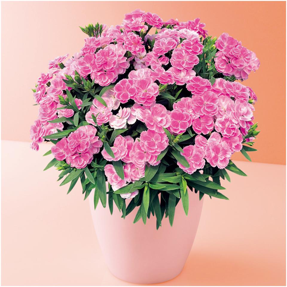 【母の日早得】タカハシプランテーションカーネーション「スイーツ・ライラック」（ＳＵＳＴＥＥ付） 商品サムネイル