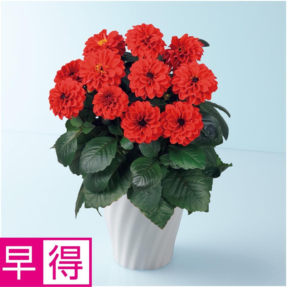 【母の日早得】タカハシプランテーション大輪銅葉ダリア「テンプテーション」レッド（ＳＵＳＴＥＥ付） 商品サムネイル