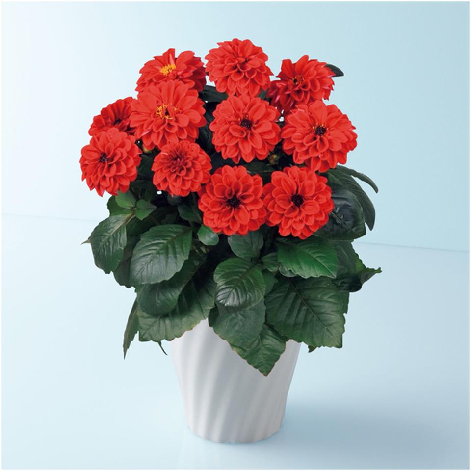 【母の日早得】タカハシプランテーション大輪銅葉ダリア「テンプテーション」レッド（ＳＵＳＴＥＥ付） 商品サムネイル